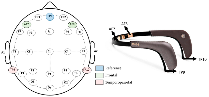 EEG electrode placement diagram, 10 20 system